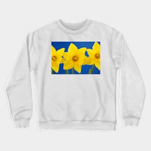 Narcissus obvallaris  AGM  Tenby daffodil  Division 13  Species  Daffodil Crewneck Sweatshirt